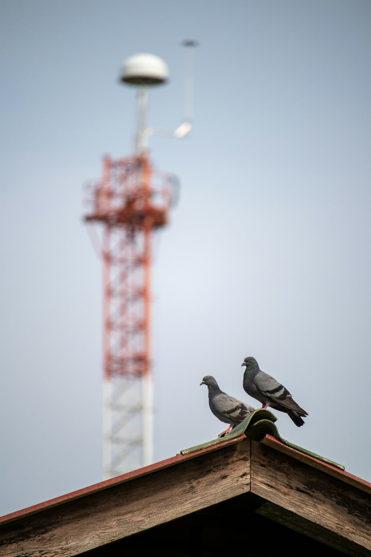 Two pigeons perched on the edge of a roof